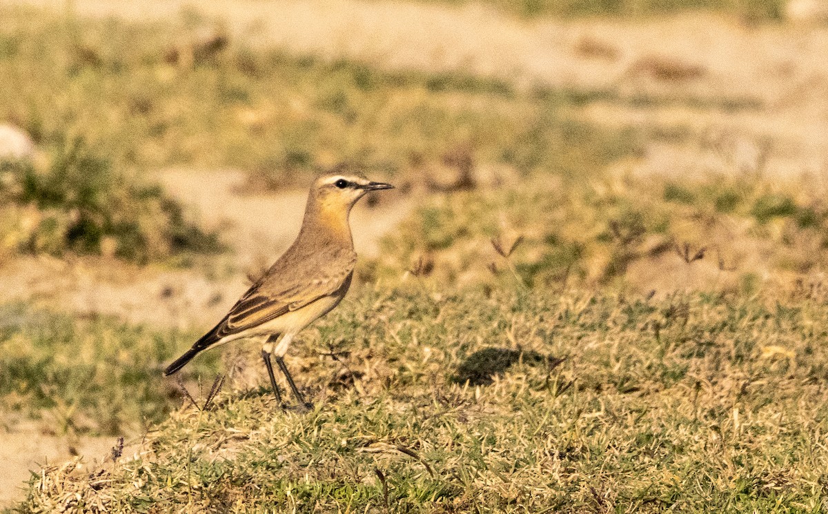 סלעית ערבות - ML646680578
