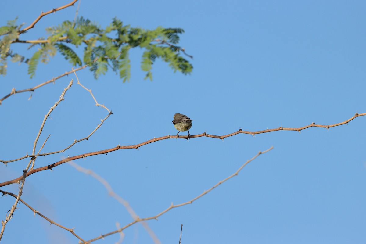 Purple Sunbird - ML646680579