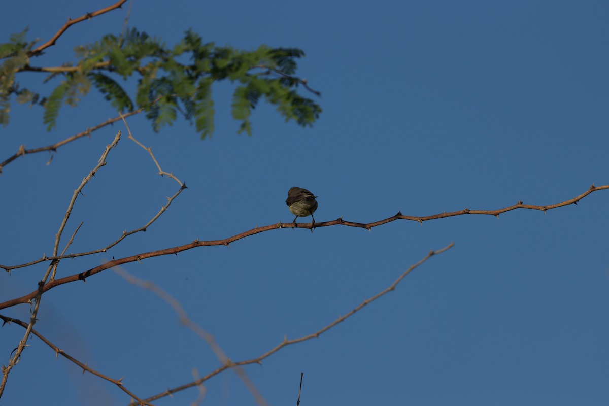 Purple Sunbird - ML646680580