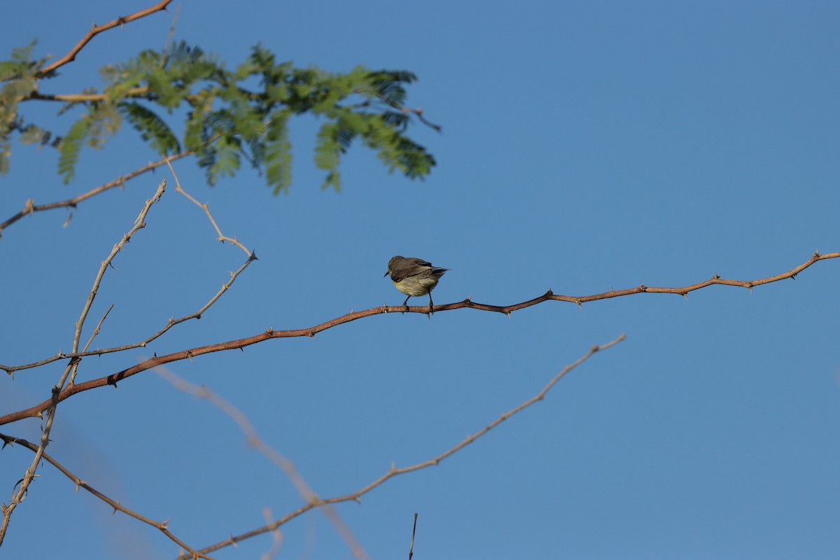 Purple Sunbird - ML646680581