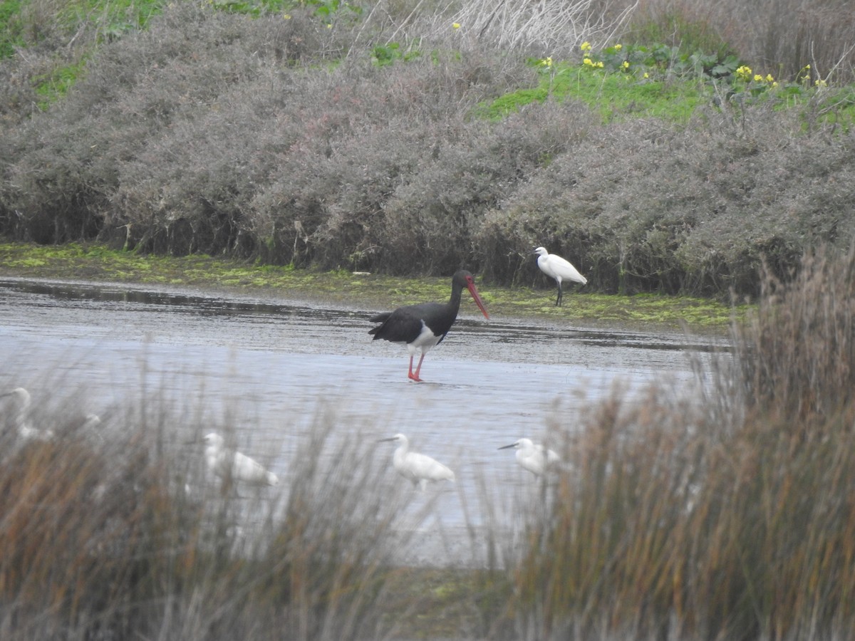 Cicogna nera - ML646680582