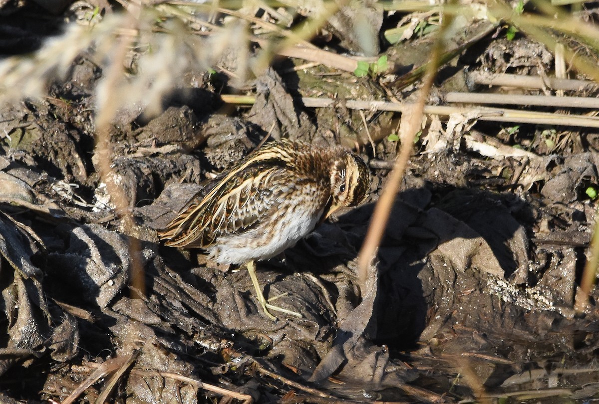 Jack Snipe - ML646680583