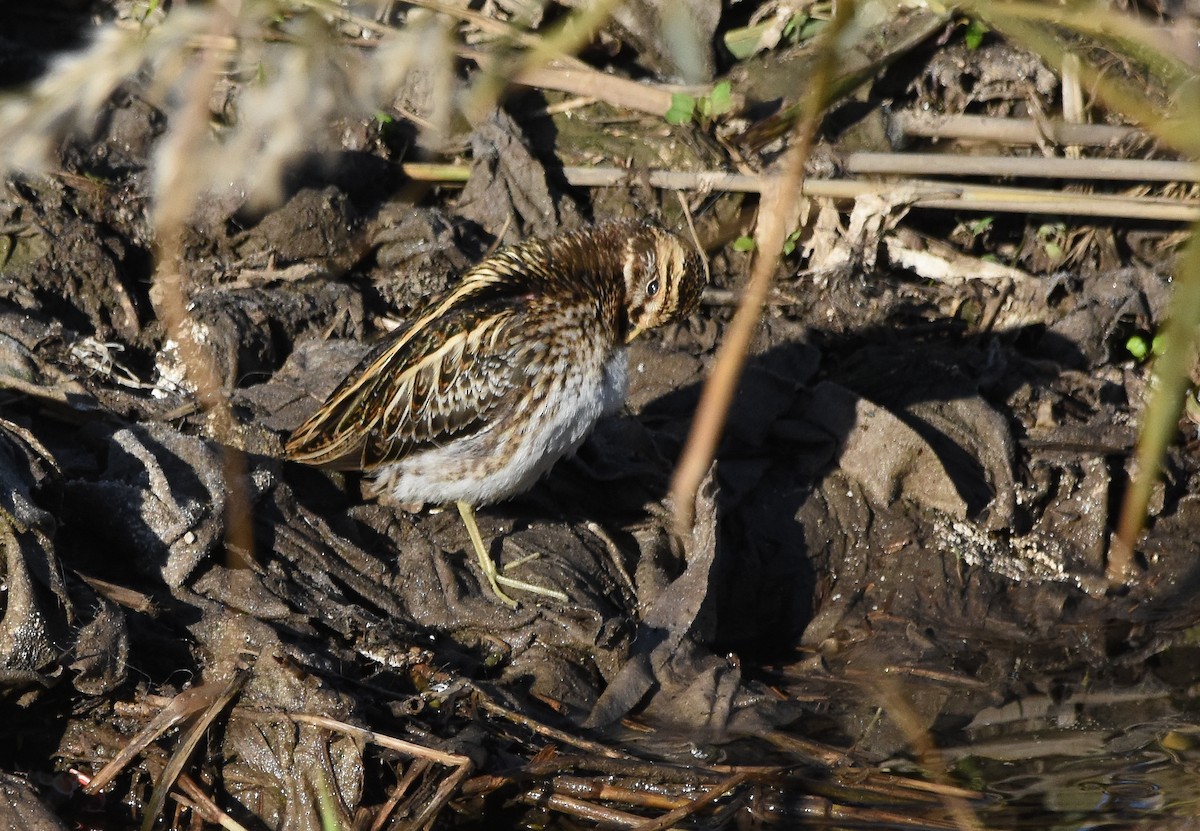 Jack Snipe - ML646680584