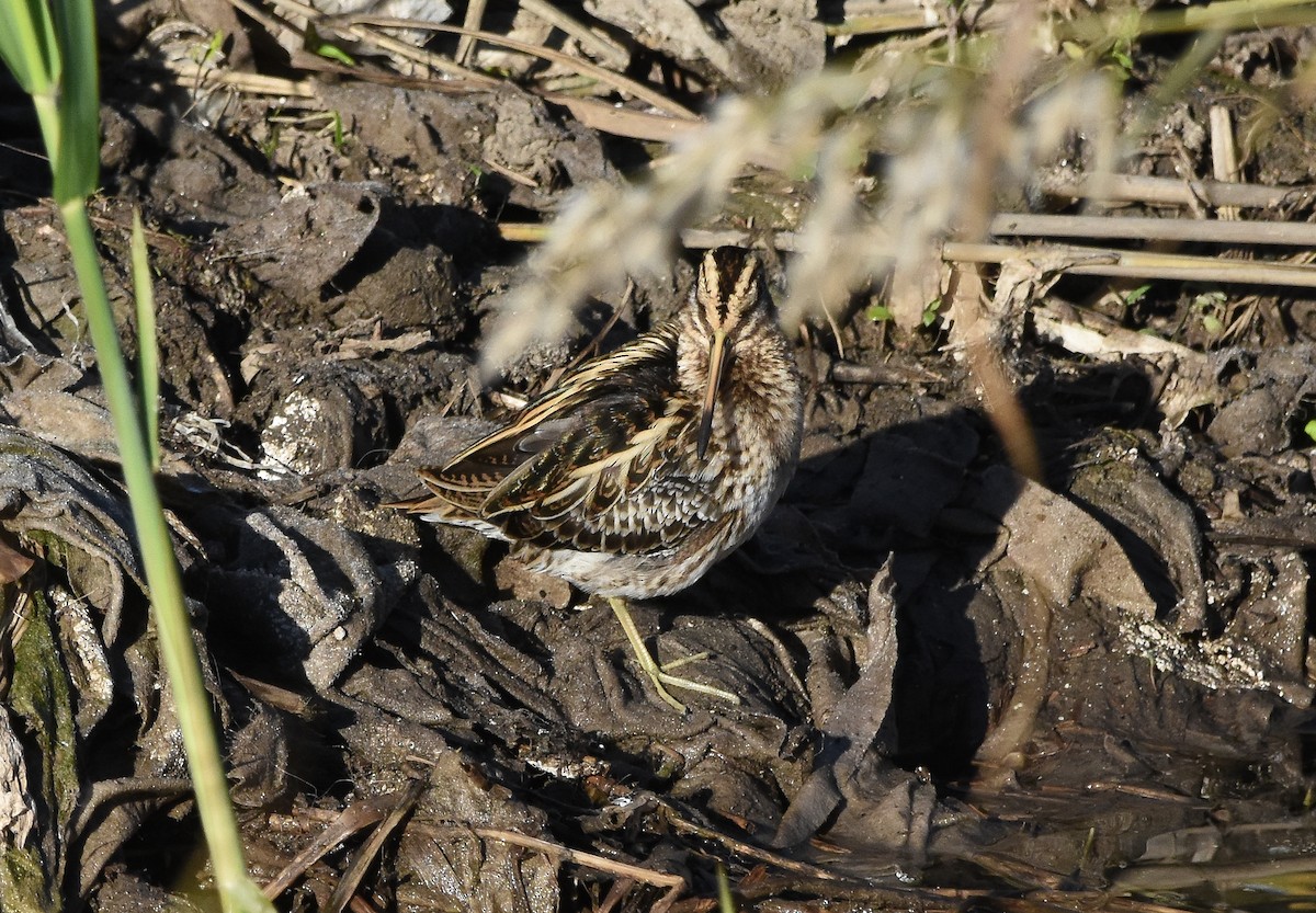 Jack Snipe - ML646680585