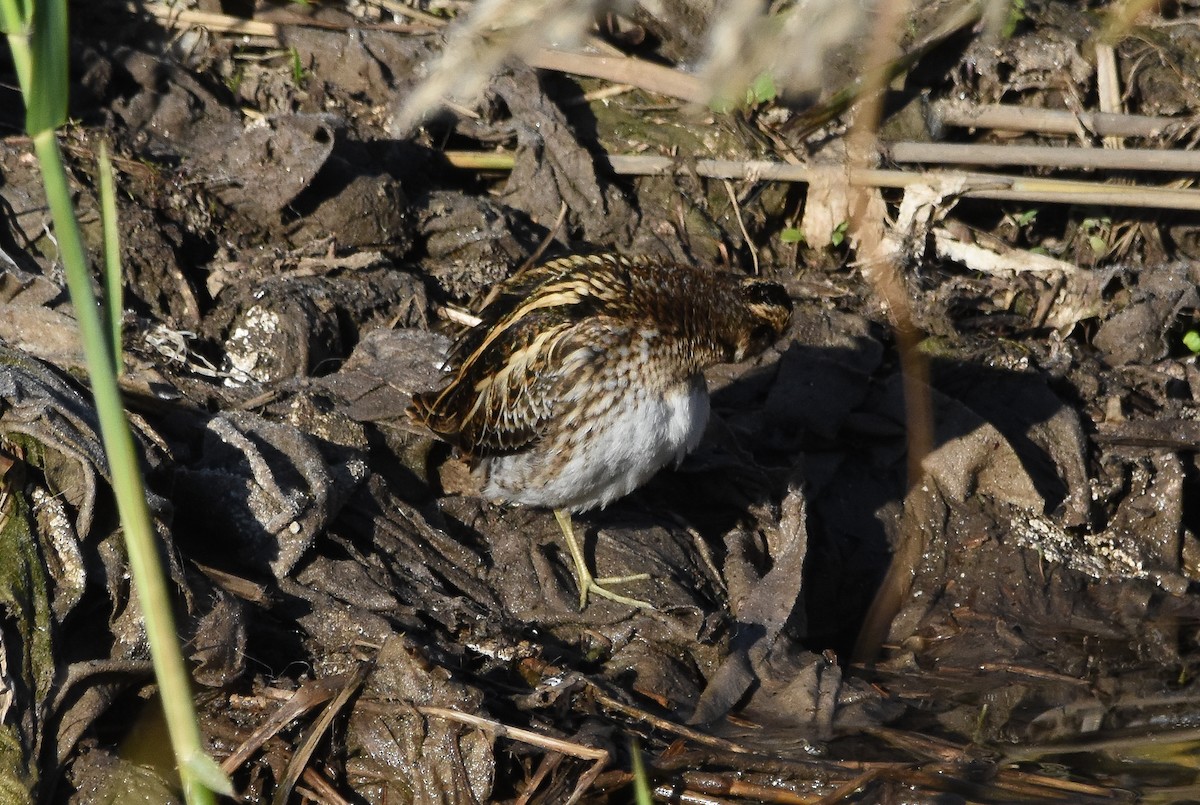 Jack Snipe - ML646680586