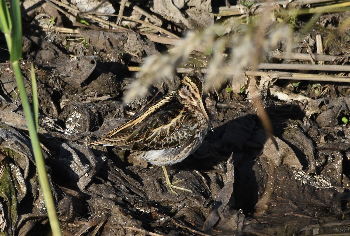 Jack Snipe - ML646680587
