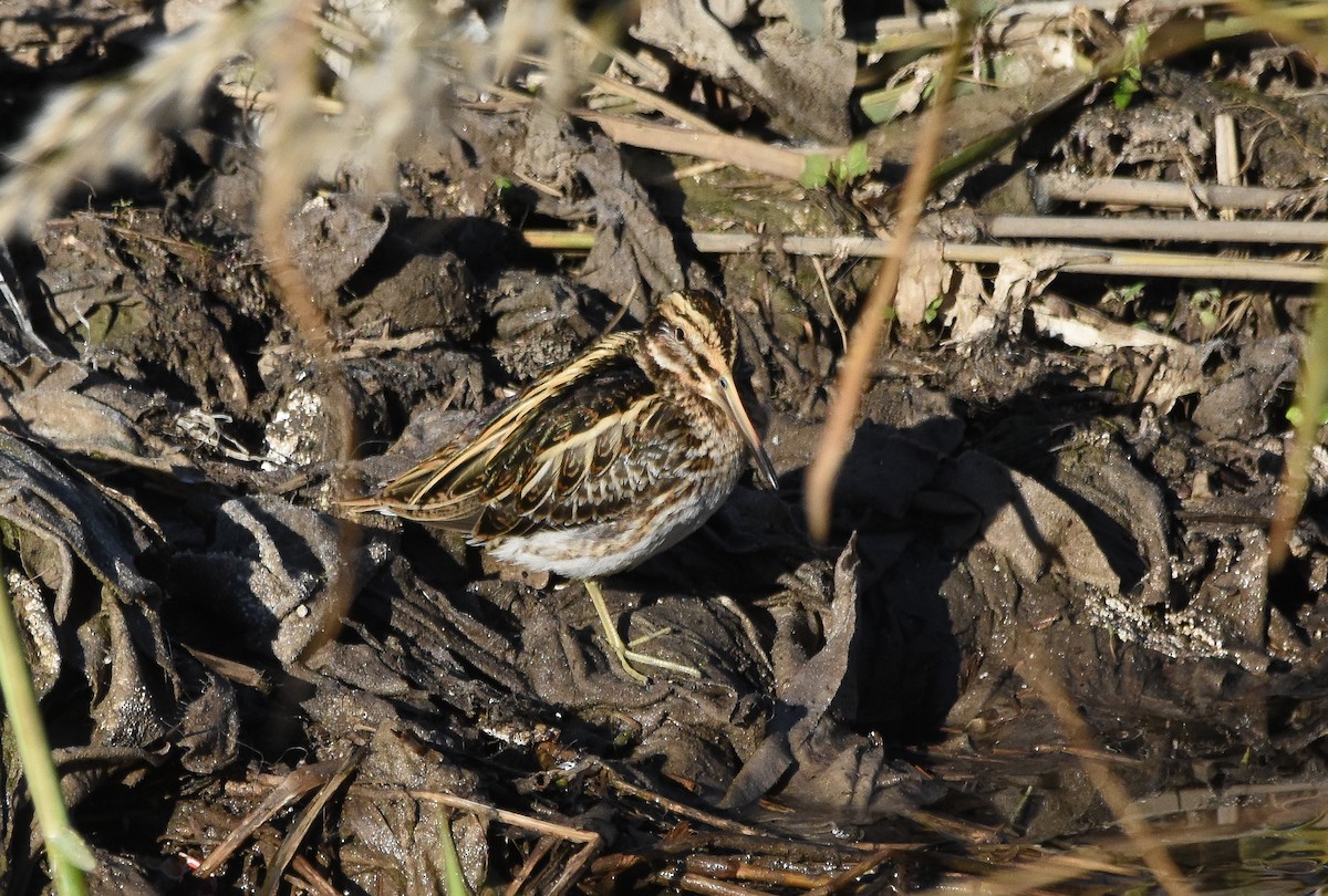 Jack Snipe - ML646680588