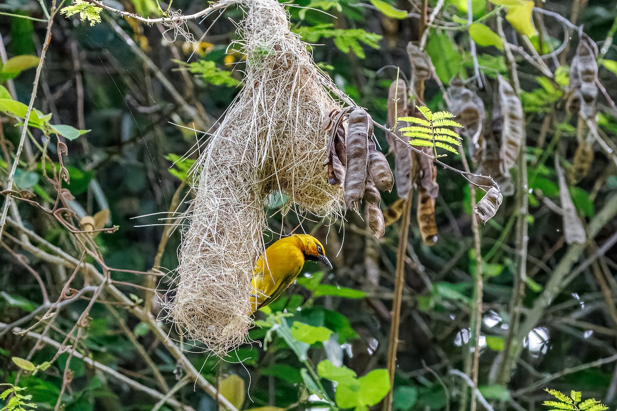 Spectacled Weaver - ML646680591