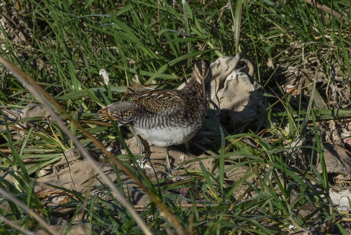 Common Snipe - ML646680594