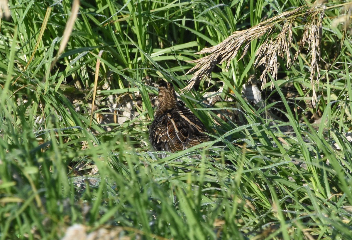 Common Snipe - ML646680595
