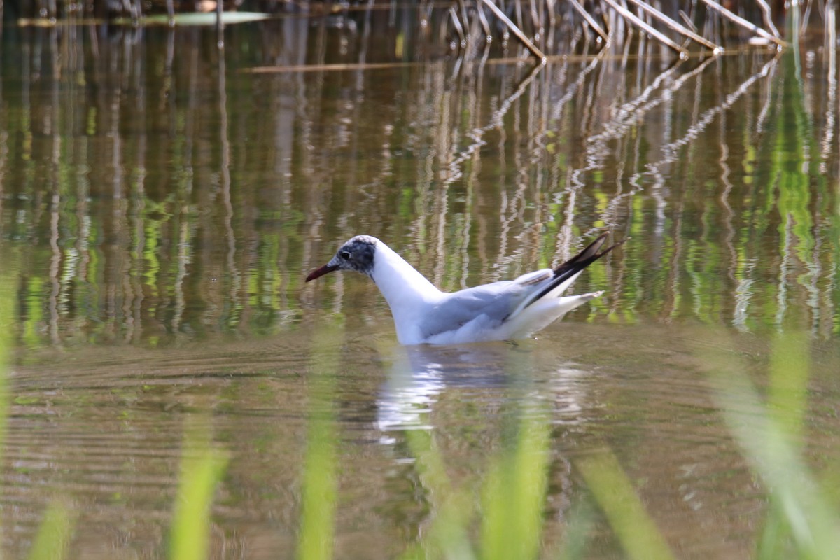Mouette rieuse - ML646680596