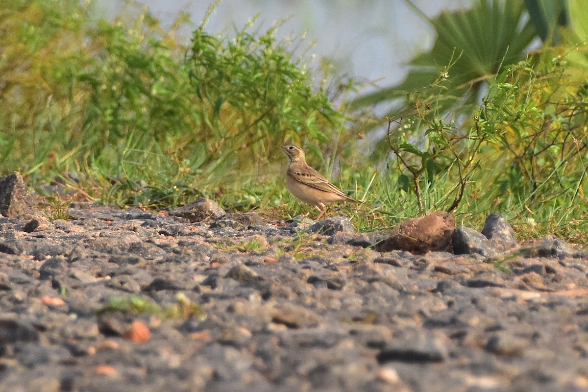 Paddyfield Pipit - ML646680597