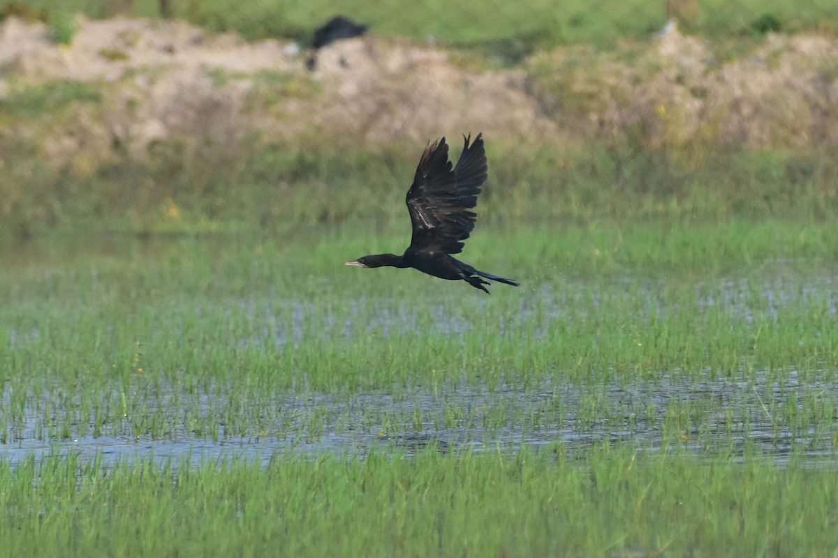Little Cormorant - ML646680605