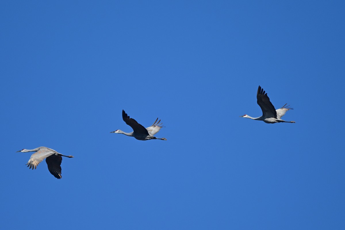 Sandhill Crane - ML646680606
