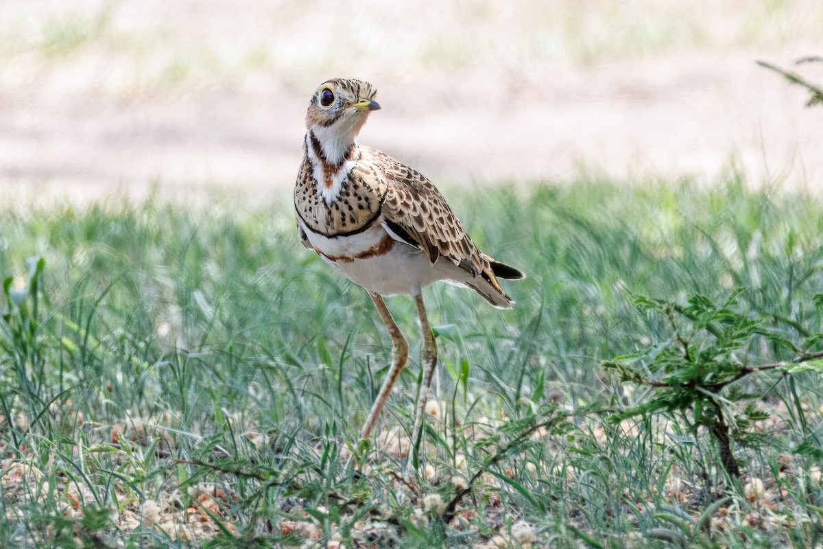 běhulík páskovaný - ML646680607