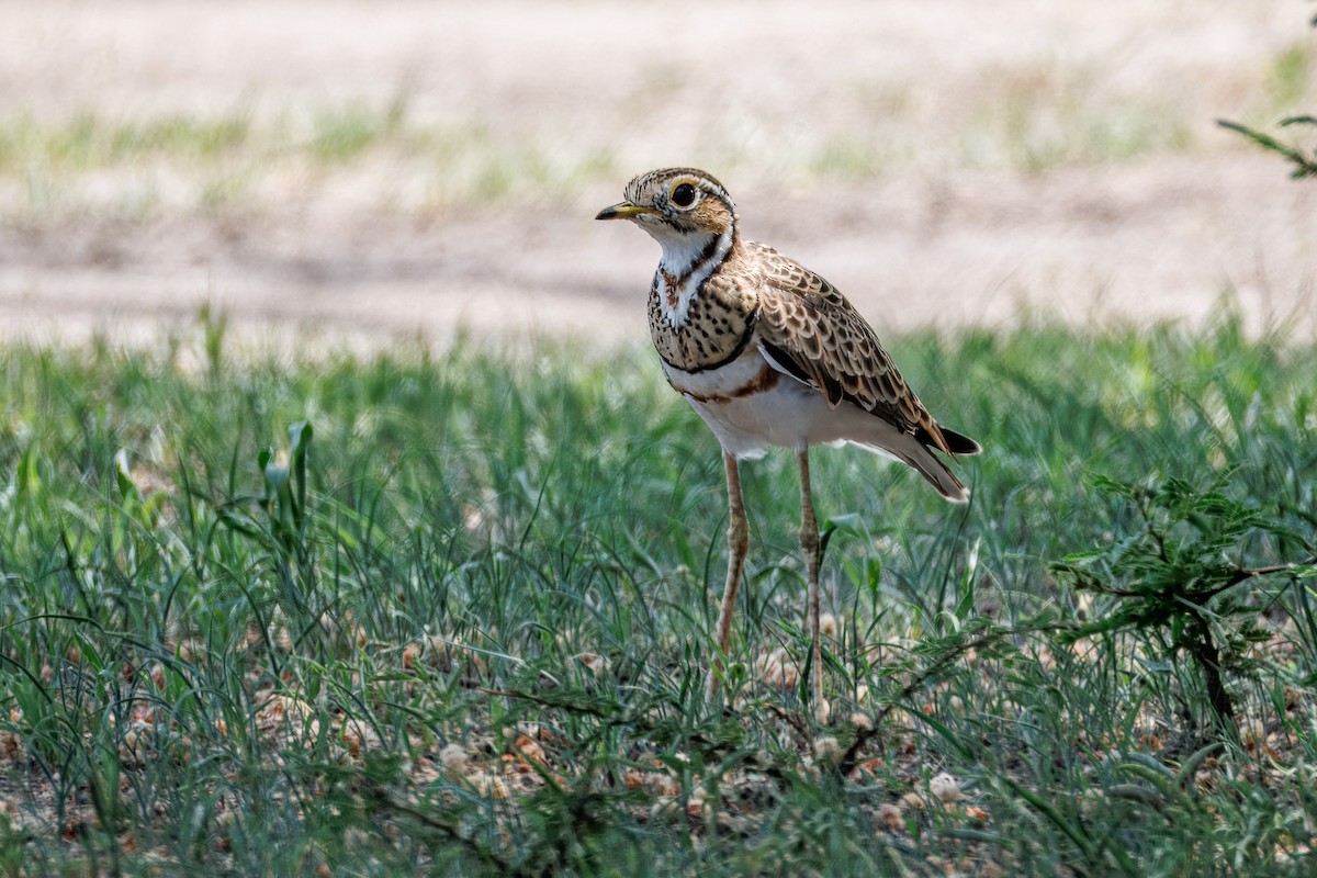 běhulík páskovaný - ML646680608