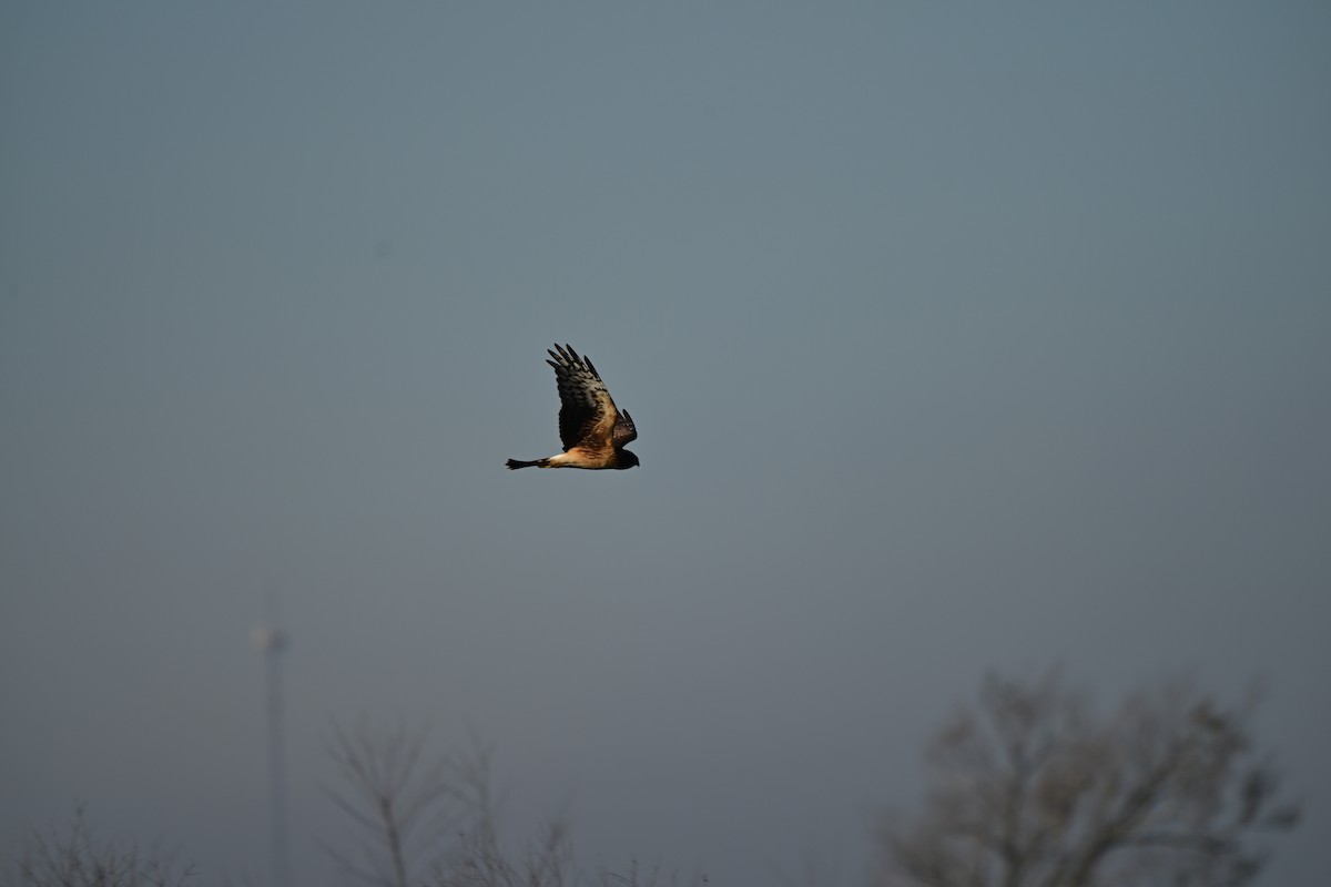 Northern Harrier - ML646680609
