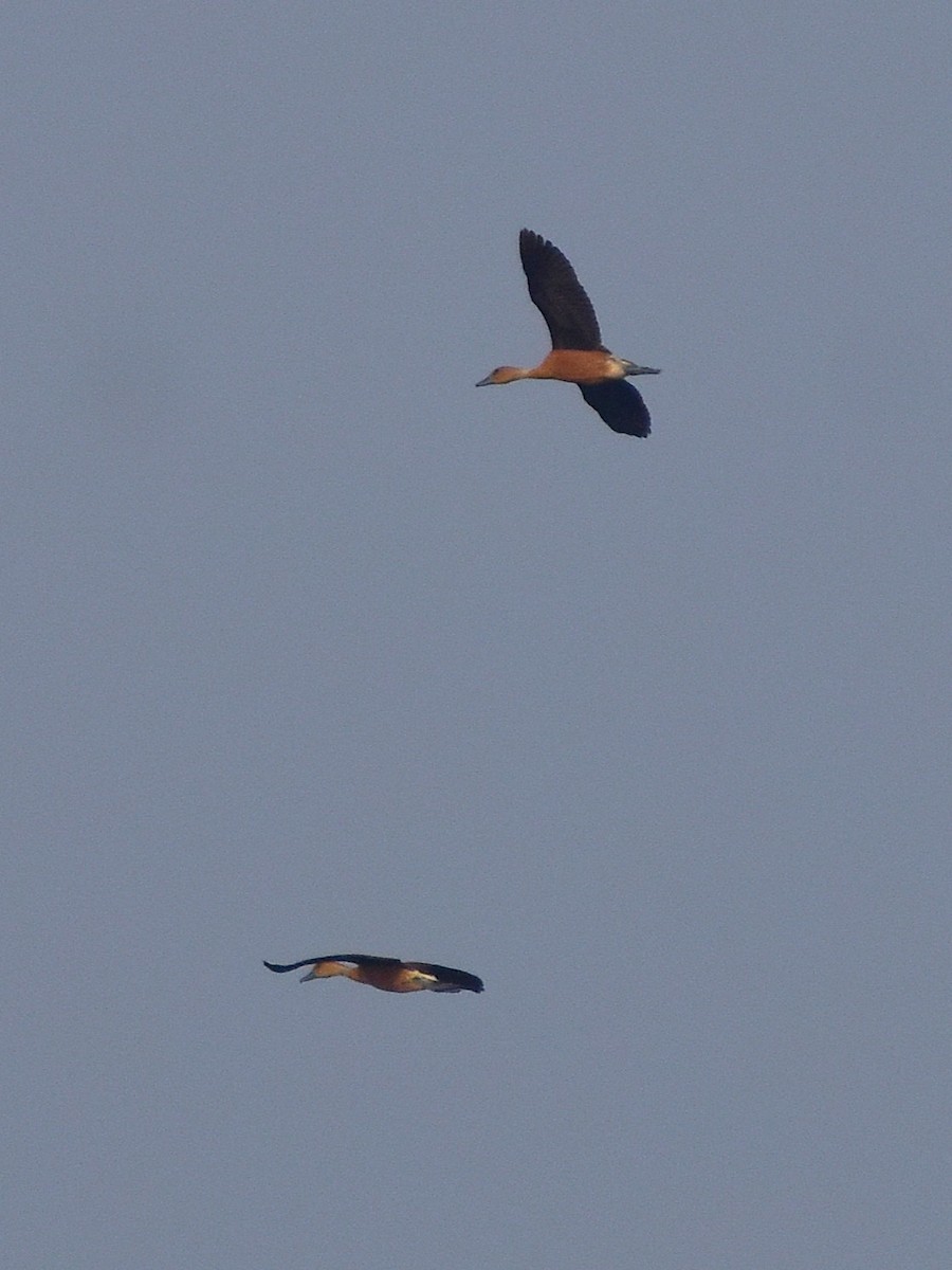 Fulvous Whistling-Duck - ML646680614