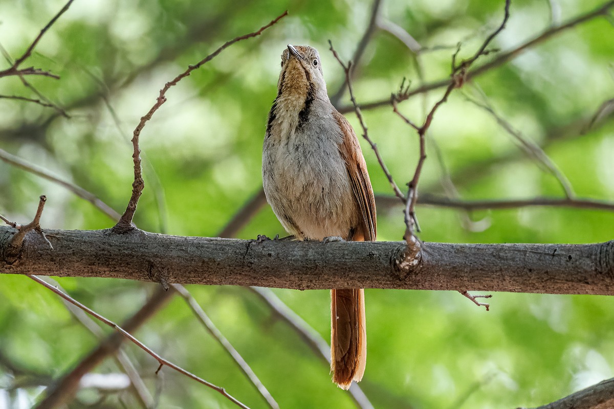 Collared Palm-Thrush - ML646680619