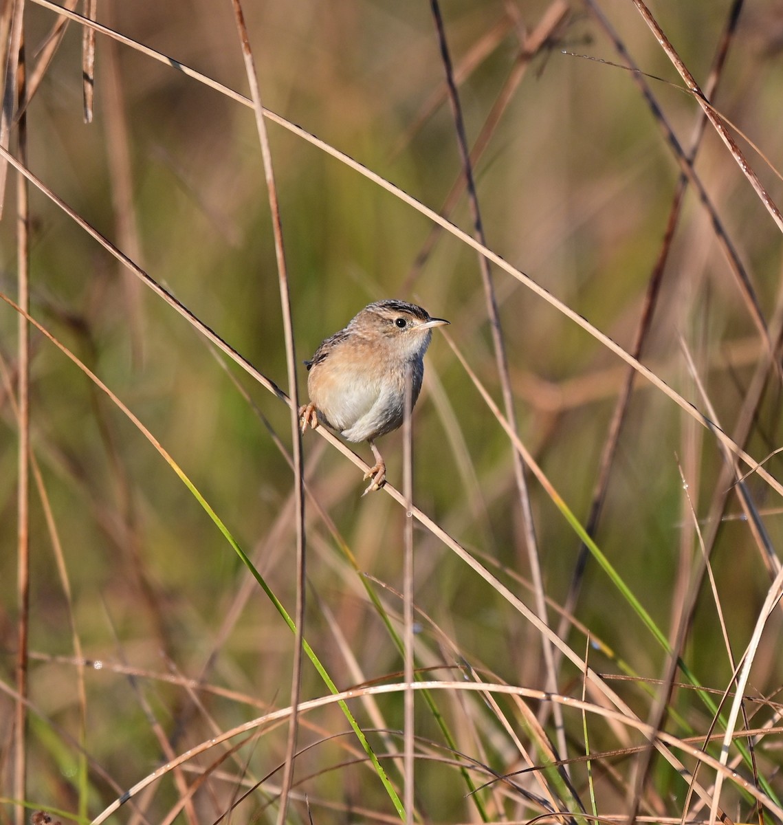 Sedge Wren - ML646680622