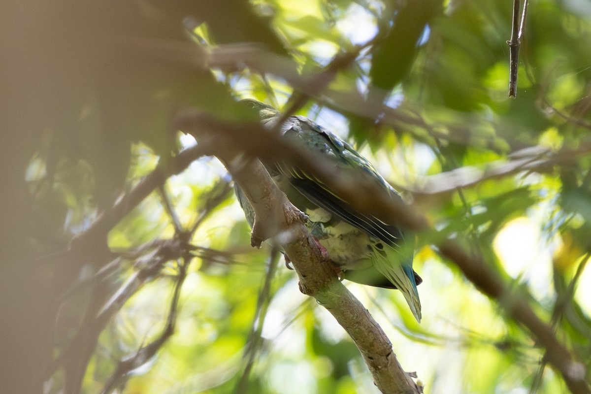 praktfruktdue - ML646680624