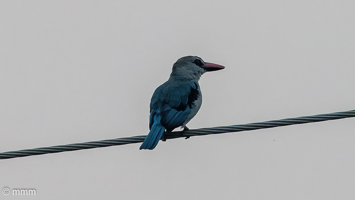 Woodland Kingfisher - ML646680626