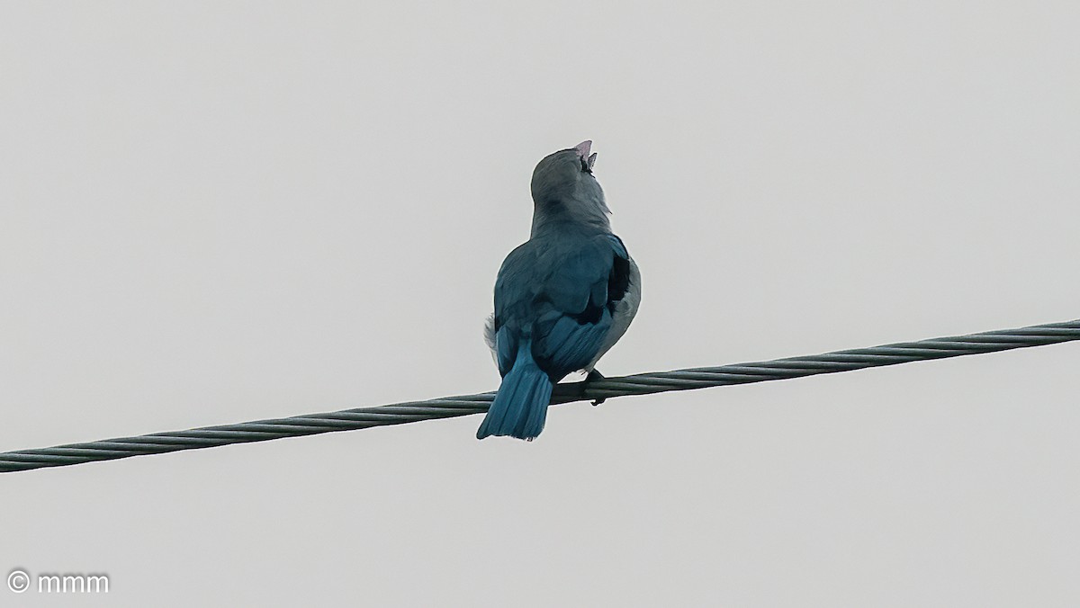 Woodland Kingfisher - ML646680628