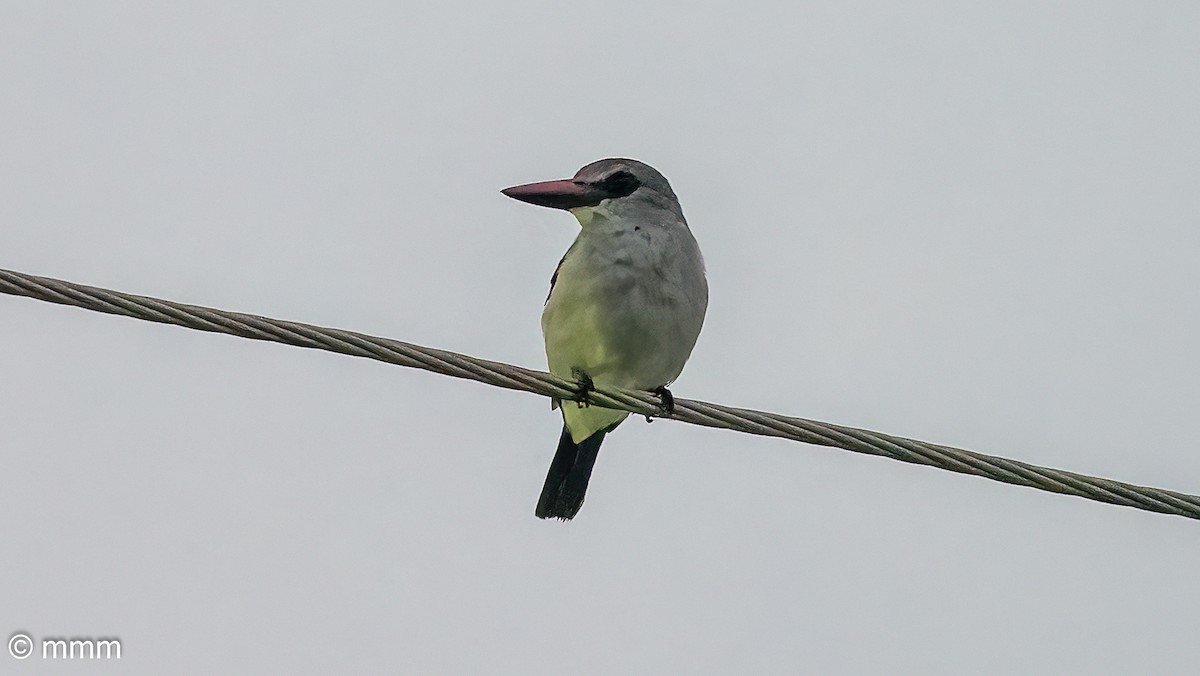 Woodland Kingfisher - ML646680629