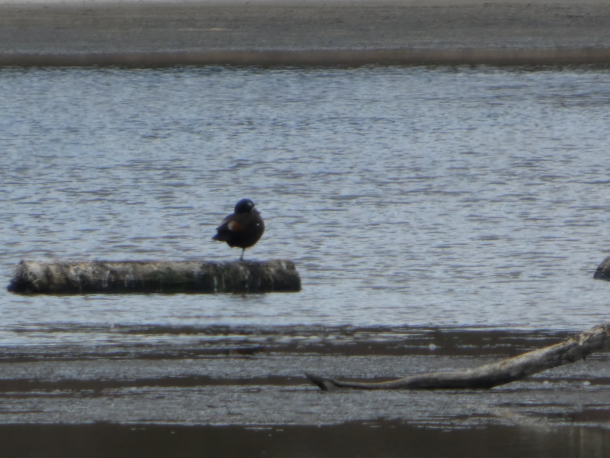 Australian Shelduck - ML646680634