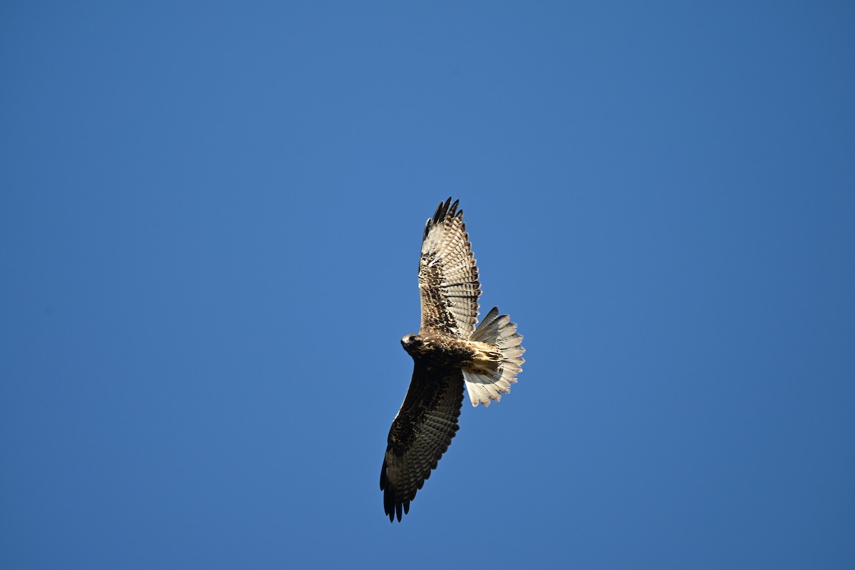 White-tailed Hawk - ML646680635
