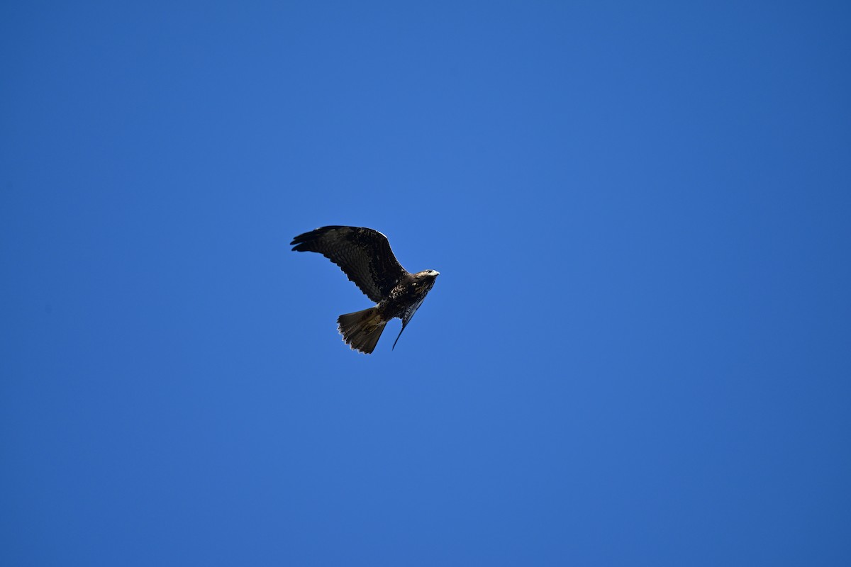 White-tailed Hawk - ML646680638