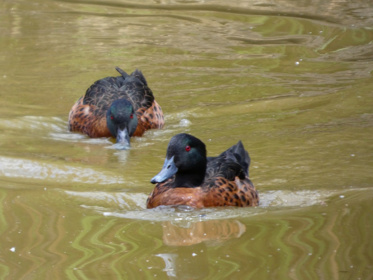 Chestnut Teal - ML646680639