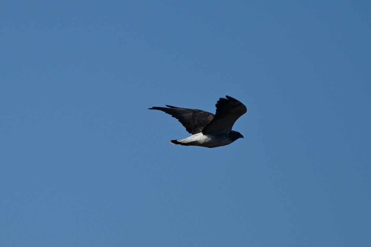 White-tailed Hawk - ML646680640