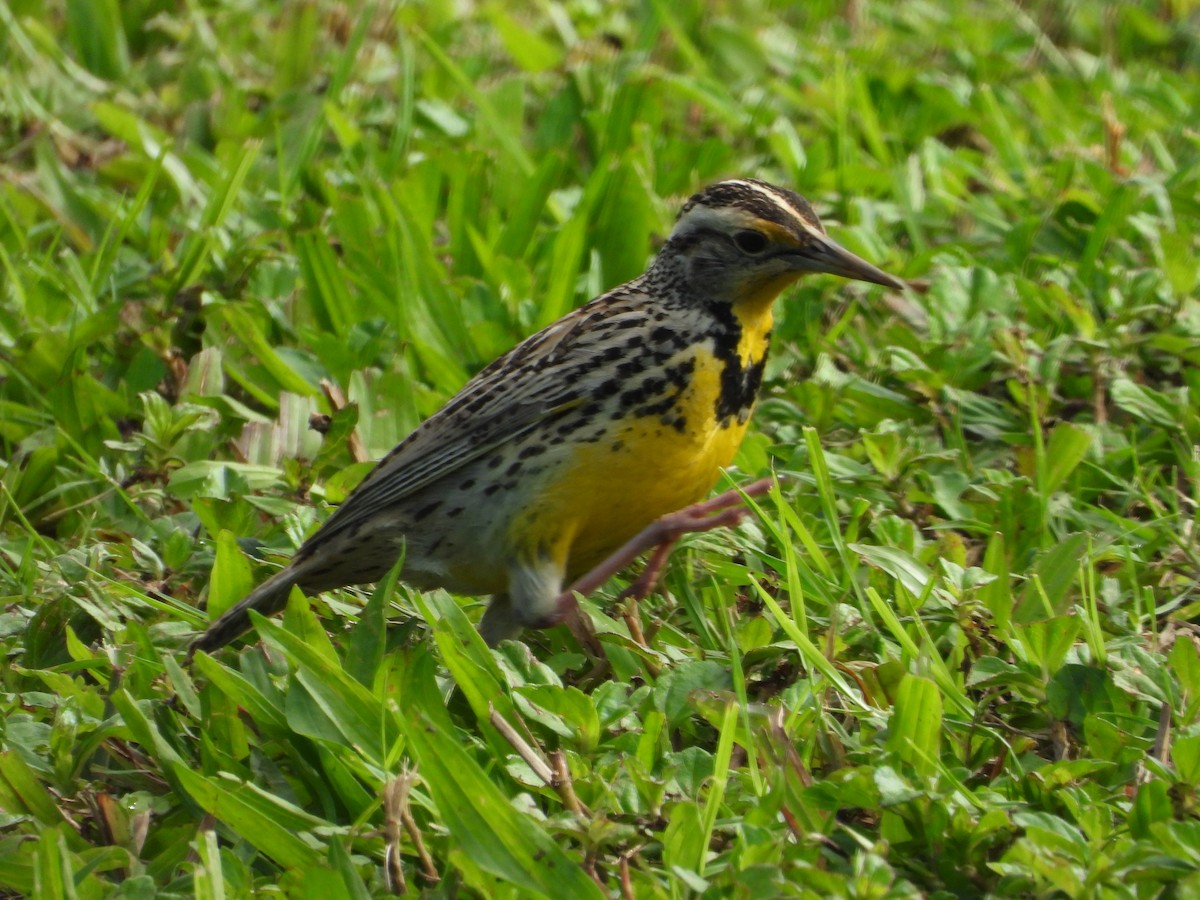 Western Meadowlark - ML646680641