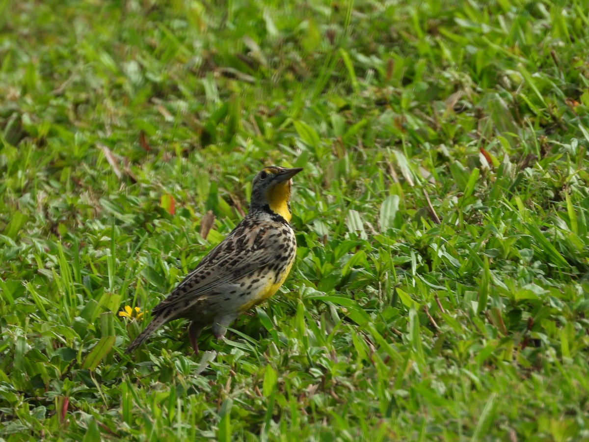 Western Meadowlark - ML646680642