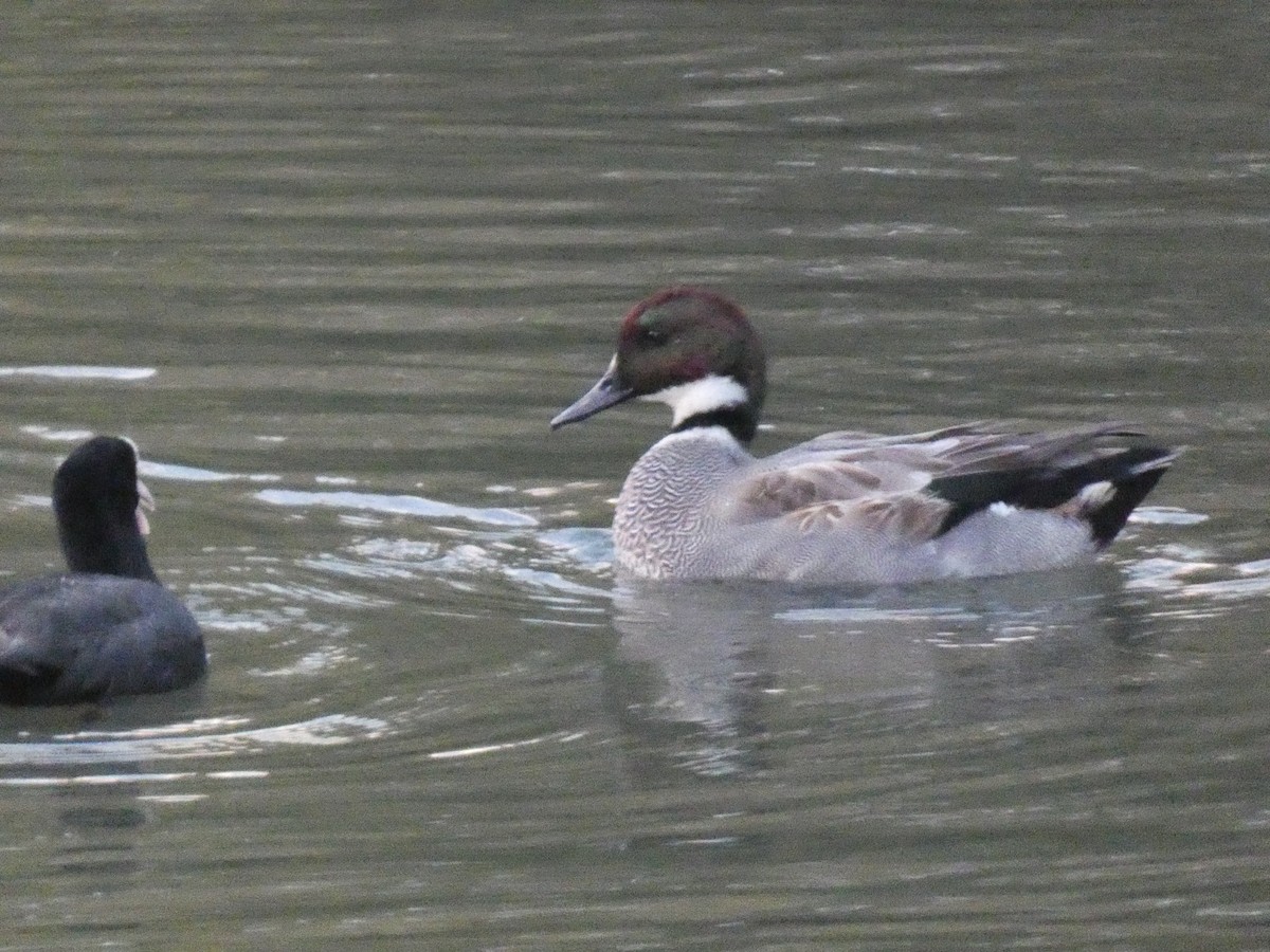 Falcated Duck - ML646680643