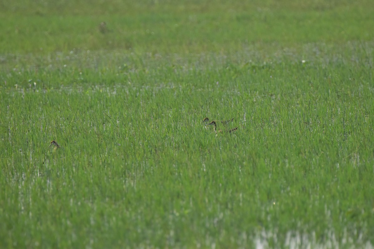 Jacana à longue queue - ML646680650