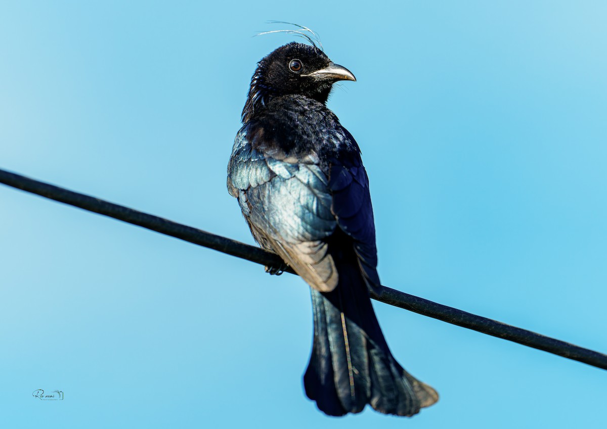 Hair-crested Drongo (Hair-crested) - ML646680651