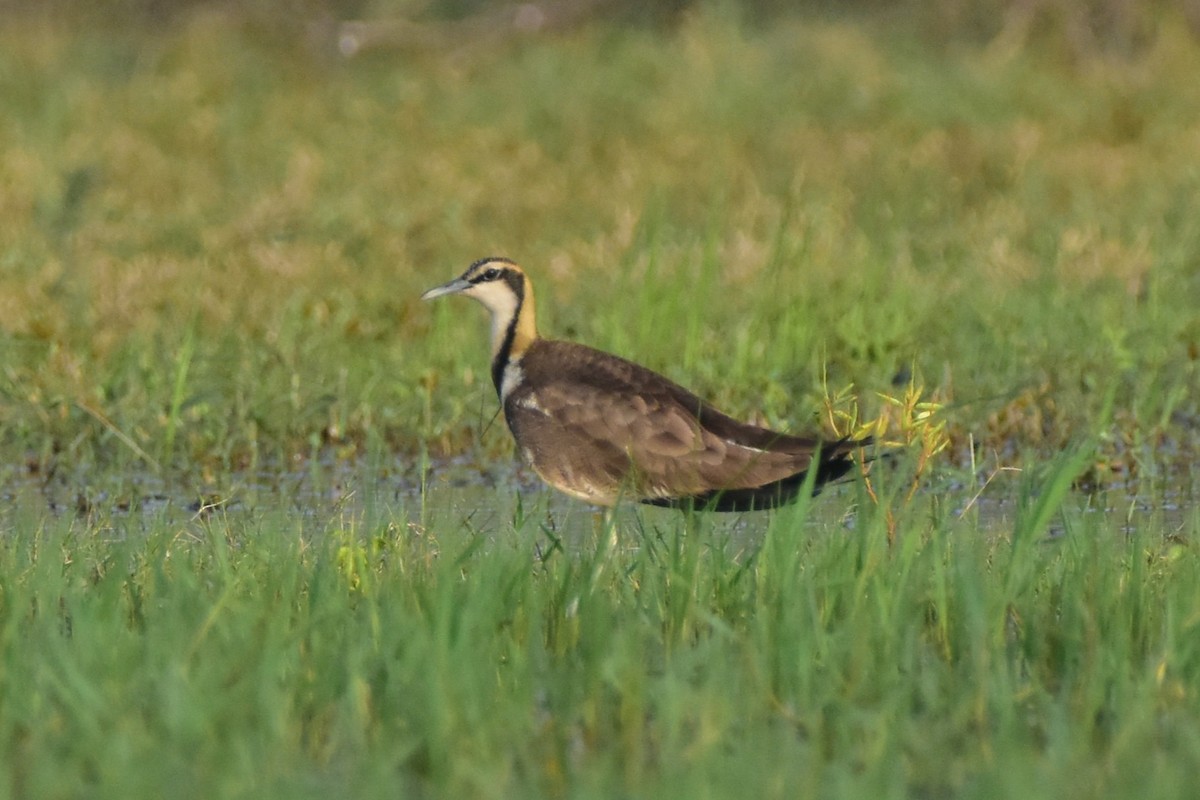 Jacana à longue queue - ML646680652
