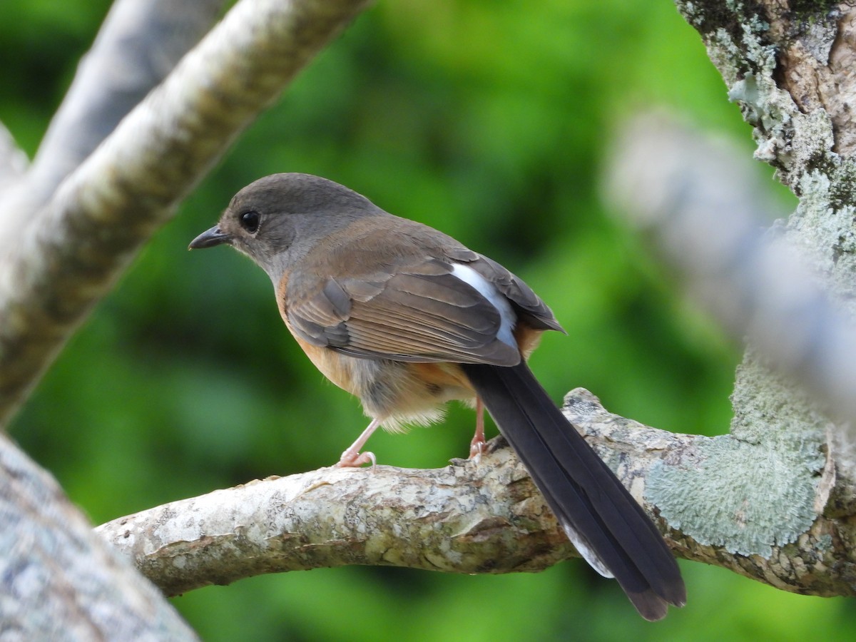 White-rumped Shama - ML646680653