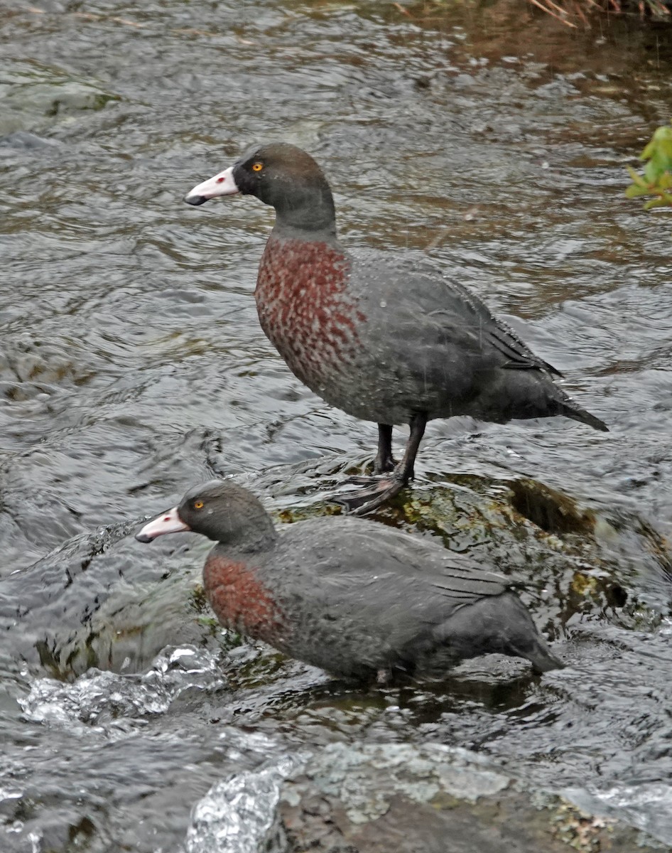 Mavi Ördek - ML646680654