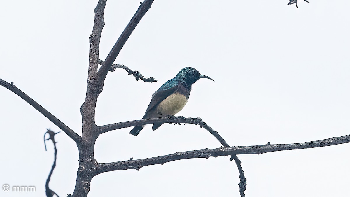 Variable Sunbird - ML646680664