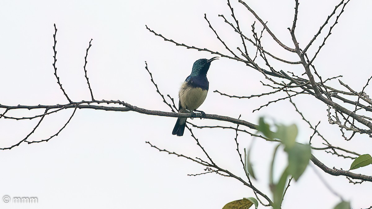 Variable Sunbird - ML646680665