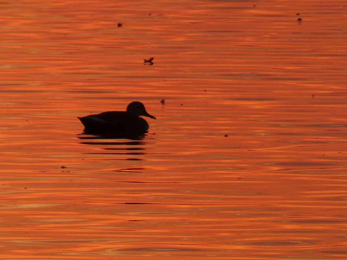 Eastern Spot-billed Duck - ML646680666