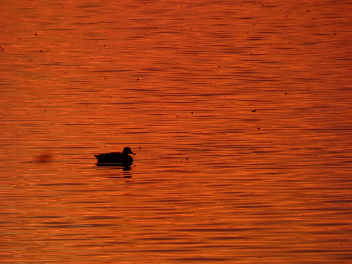 Eastern Spot-billed Duck - ML646680667
