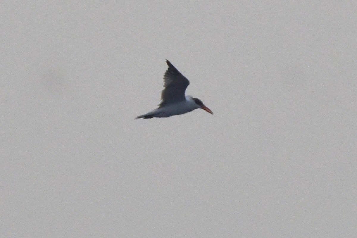 Caspian Tern - ML646680671