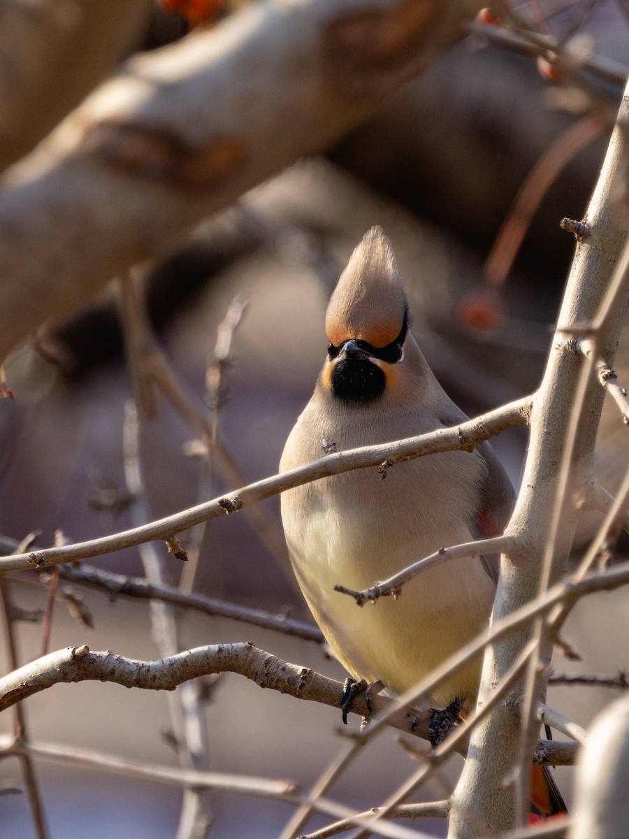 朱連雀 - ML646680672