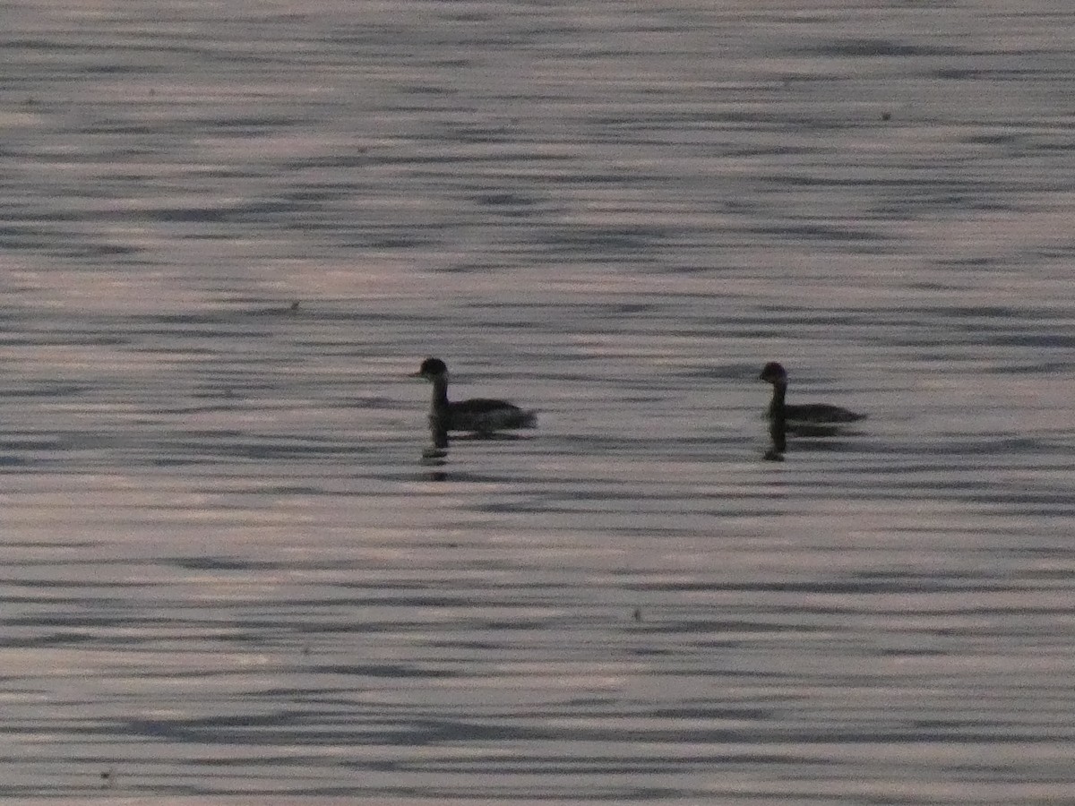Horned Grebe - ML646680673