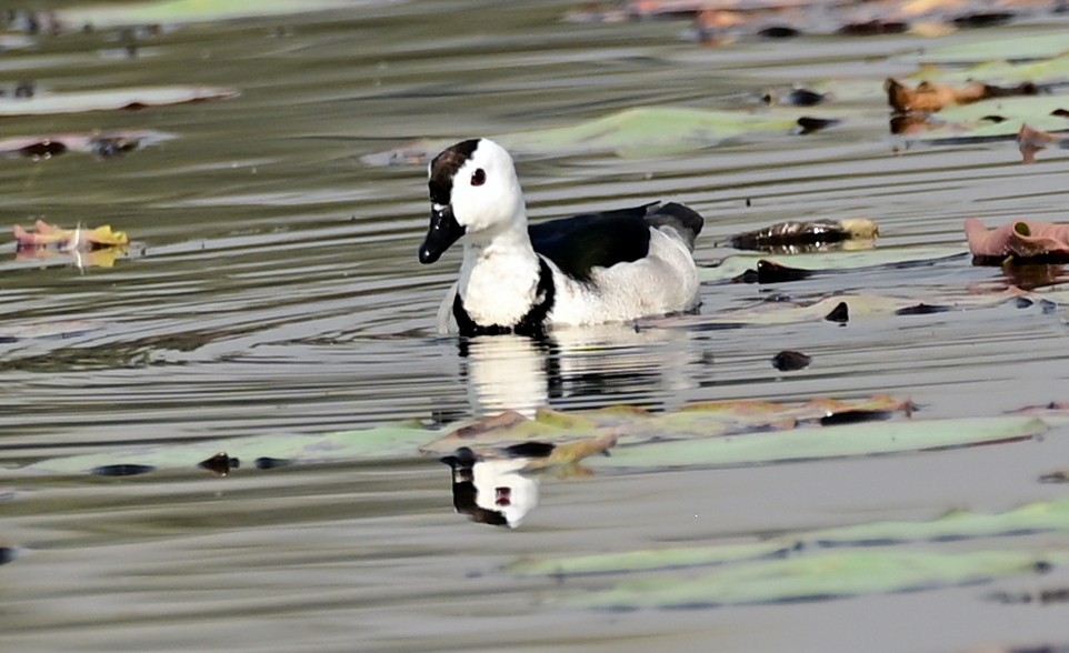 Cotton Pygmy-Goose - ML646680674