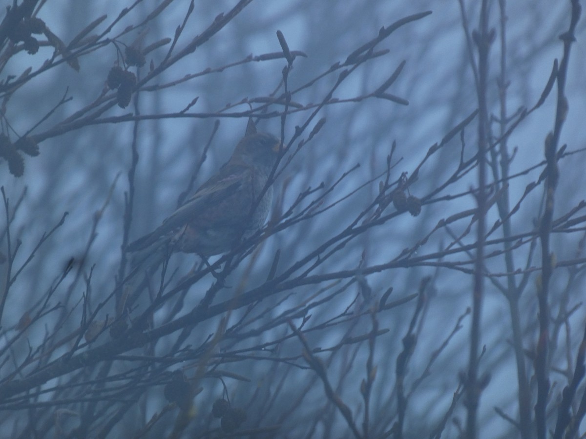 Asian Rosy-Finch - ML646680678